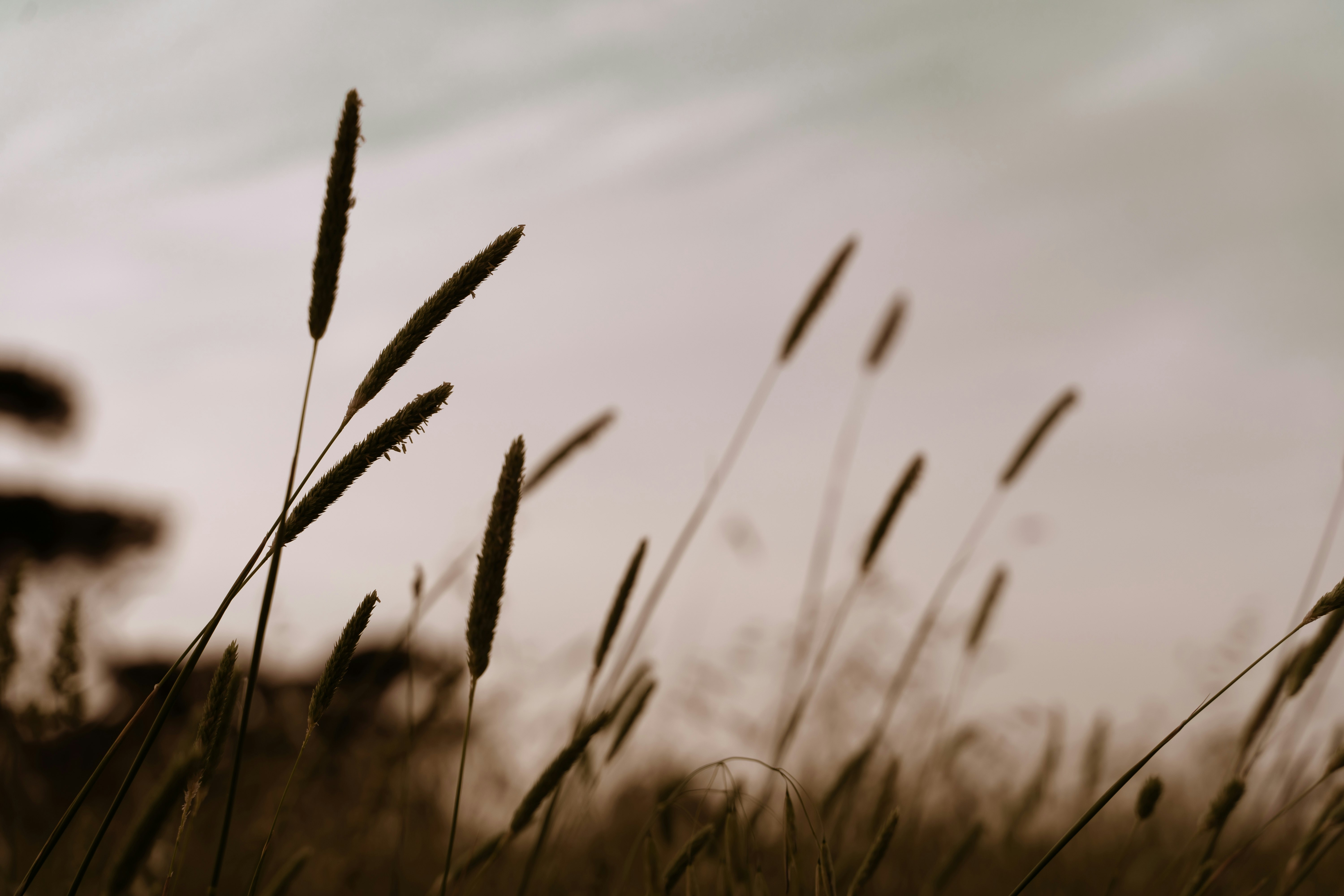 brown wheat in close up photography